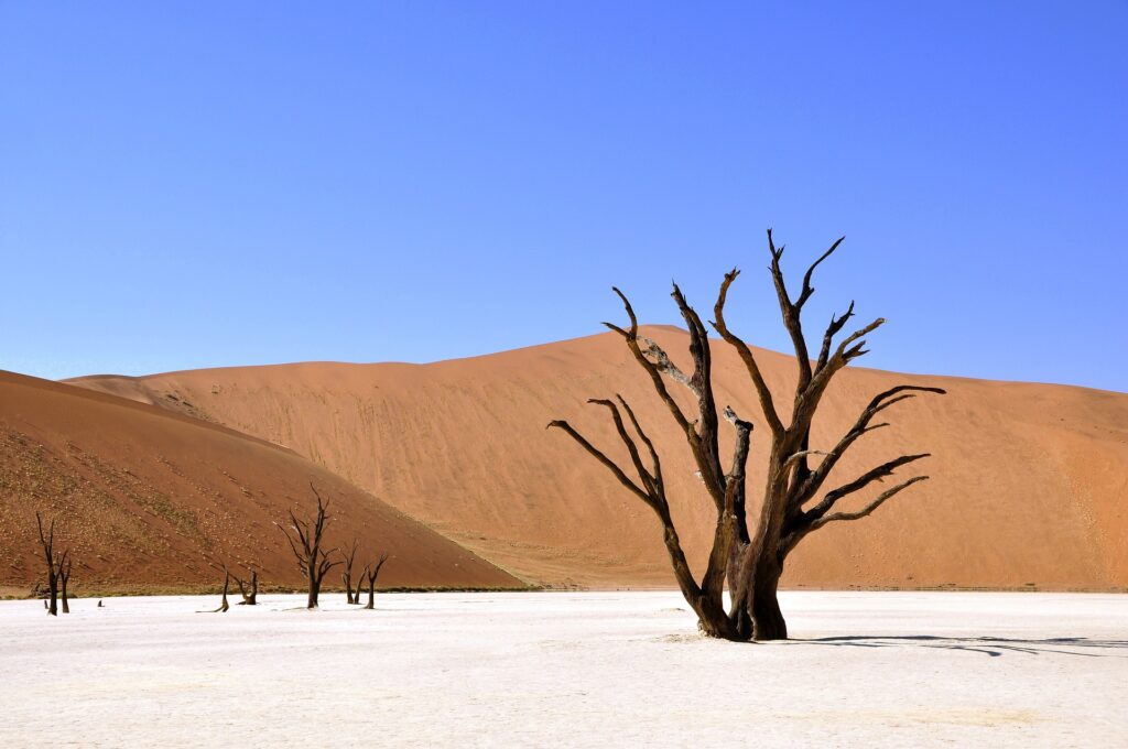 Image of a desert with sand and dead trees. No passive radiative cooling here. 